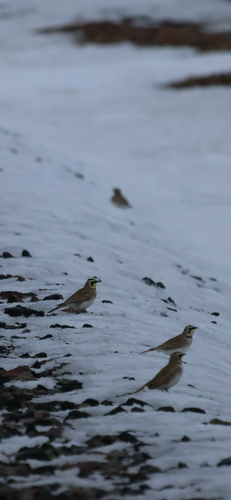 Horned Lark