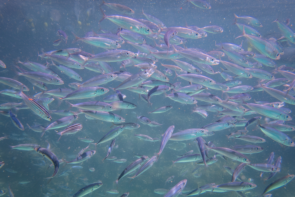 Shortfin scad