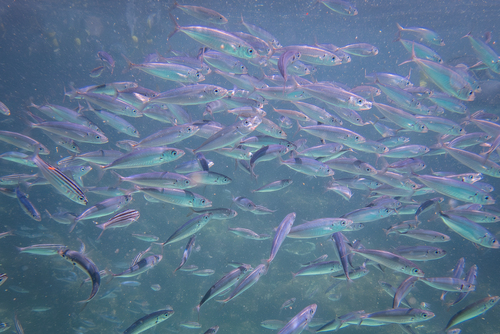 Cherootfish (Decapterus macrosoma) — Carangidae — 4