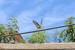 Papilionini