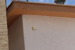 Papilionini