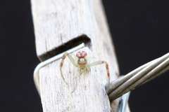 Thomisidae
