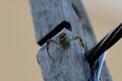 Thomisidae