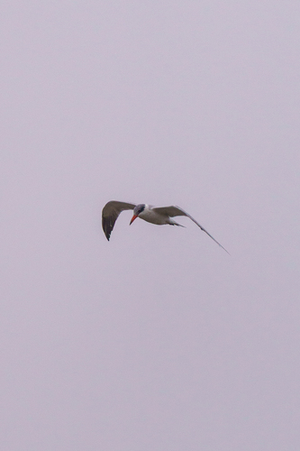 iNaturalist observation photo of Caspian Tern