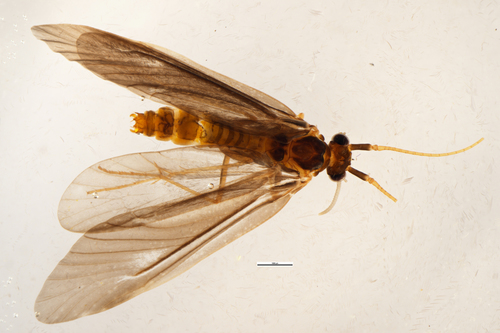 Pycnocentria