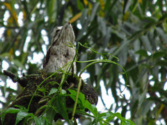 Nyctibius griseus