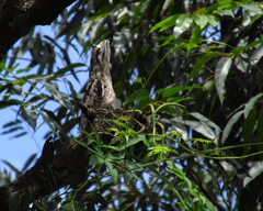 Nyctibius griseus