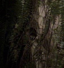 Paradoxurus musangus