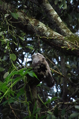 Nyctibius griseus