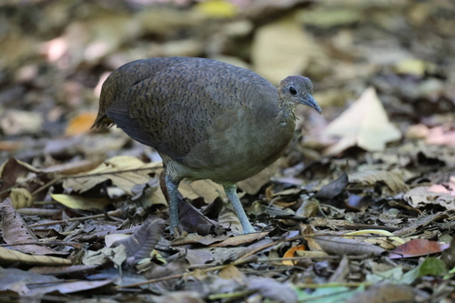 Grand Tinamou (Tinamus major)