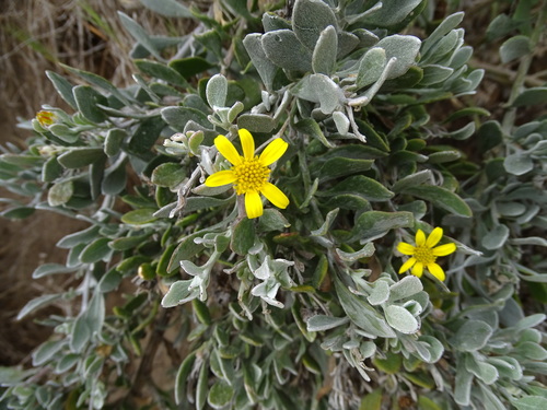 Grey Bietou (Osteospermum incanum)