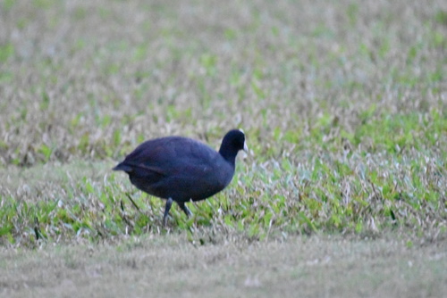 Fulica alai observed 2025-12-16