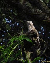 Nyctibius griseus