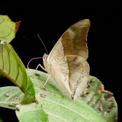 Archaeoprepona chromus