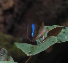 Archaeoprepona chromus