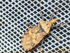 Panstrongylus geniculatus