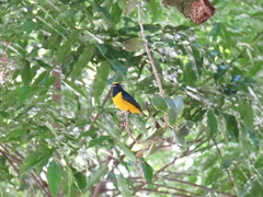 Euphonia imitans