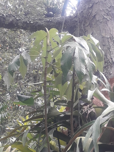 Cecropia mutisiana (Cecropia mutisiana)