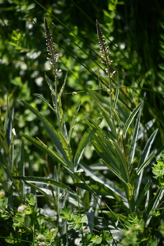 Lysimachia ephemerum, photograph 2