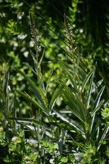 (c) Flavien Saboureau, some rights reserved (CC BY) Lysimachia ephemerum, photograph (c) Flavien Saboureau, some rights reserved (CC BY)