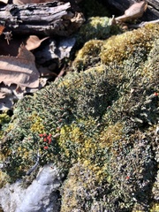 Cladonia didyma