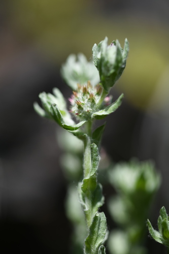 Red-tipped Cudweed (Filago lutescens)