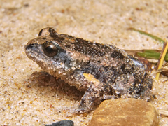 Uperoleia laevigata