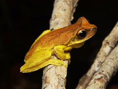 Litoria revelata