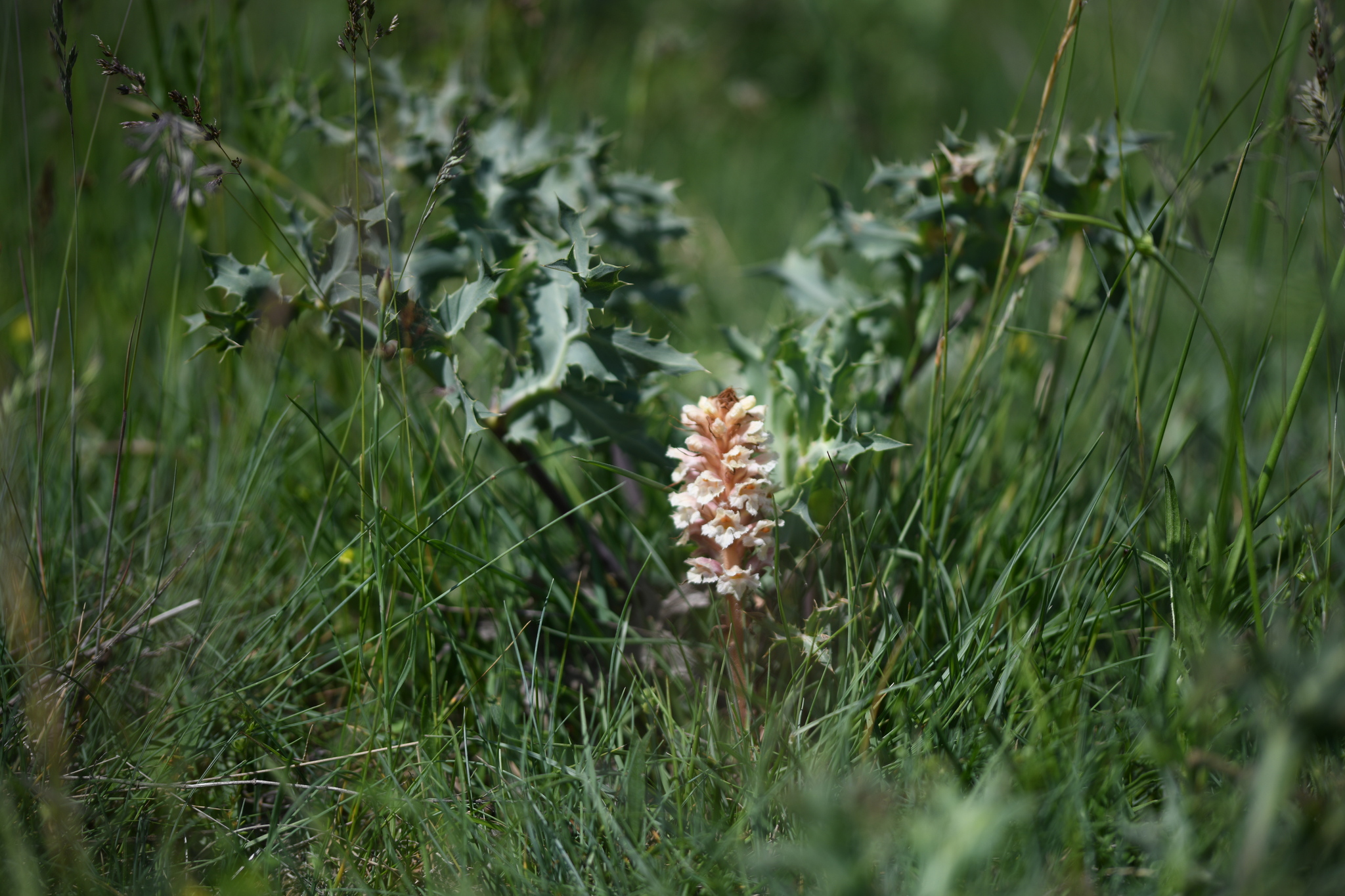 Amethyst Broomrape (Orobanche amethystea)