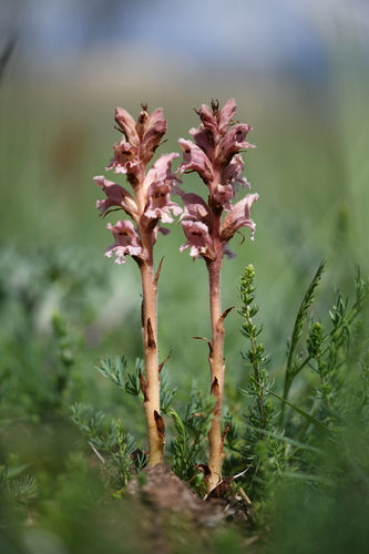Clove-scented Broomrape (Orobanche caryophyllacea)