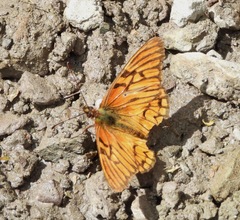 Dione glycera