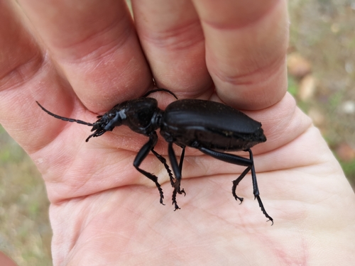 Tyrant Ground Beetle photo 3