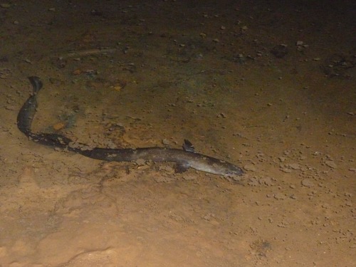 Anguilla rostrata