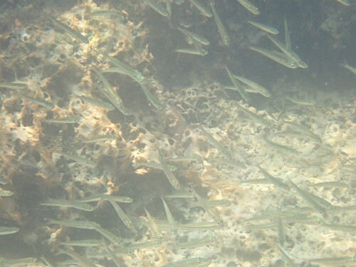 Atherina boyeri