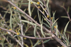 Acacia siculiformis