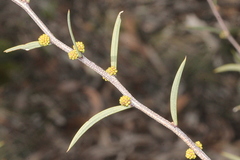 Acacia siculiformis
