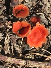 Microstoma protractum