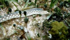 Myrichthys breviceps