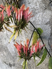 Clinacanthus nutans