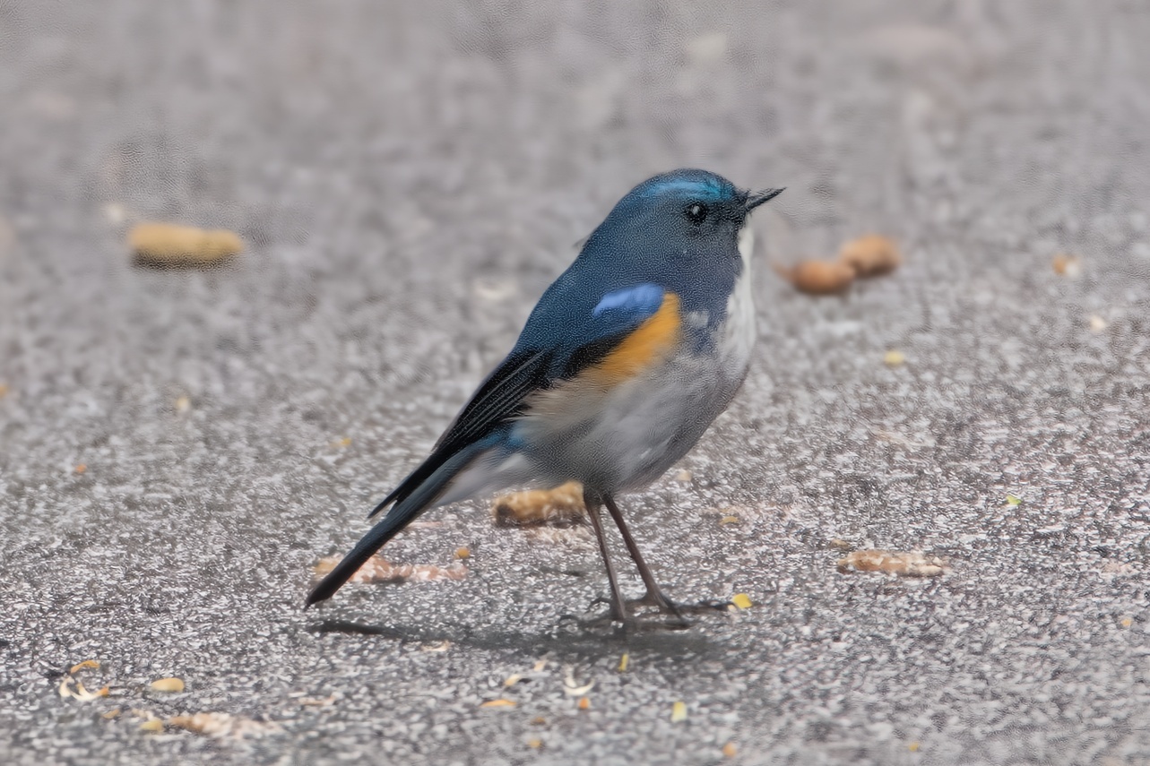 Himalayan Bluetail