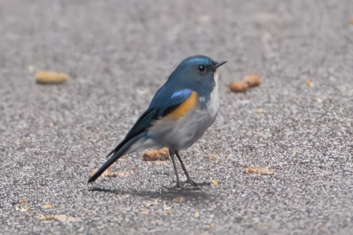 Himalayan Bluetail (Tarsiger rufilatus), photo 7