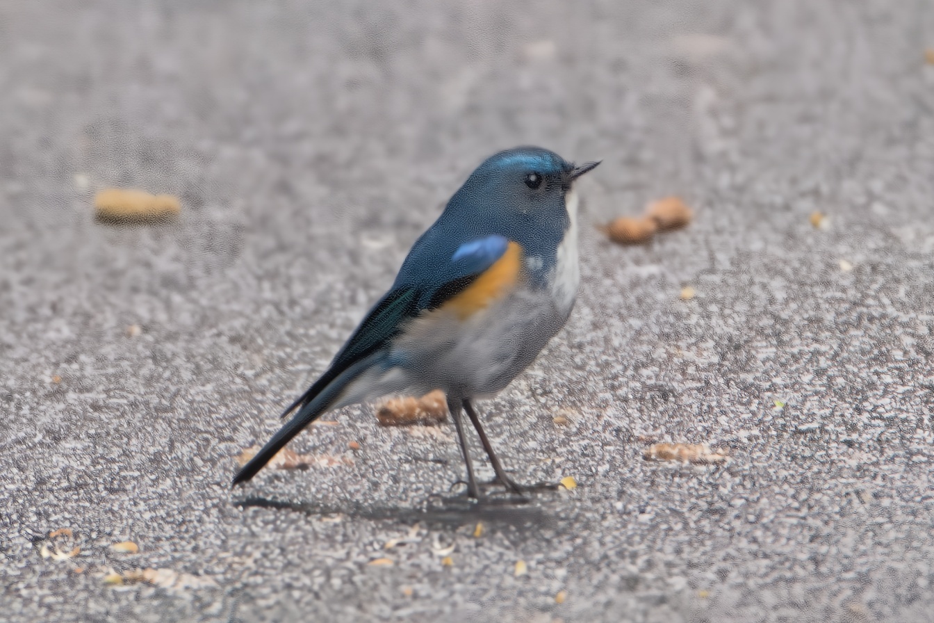 Himalayan Bluetail