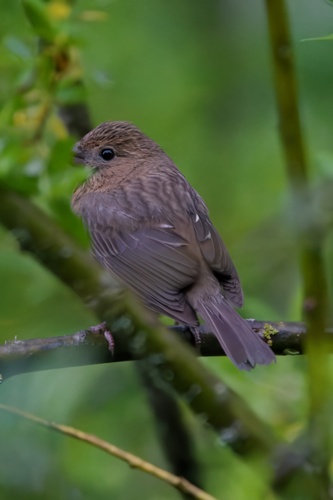 Vinaceous Rosefinch (Carpodacus vinaceus), photo 5