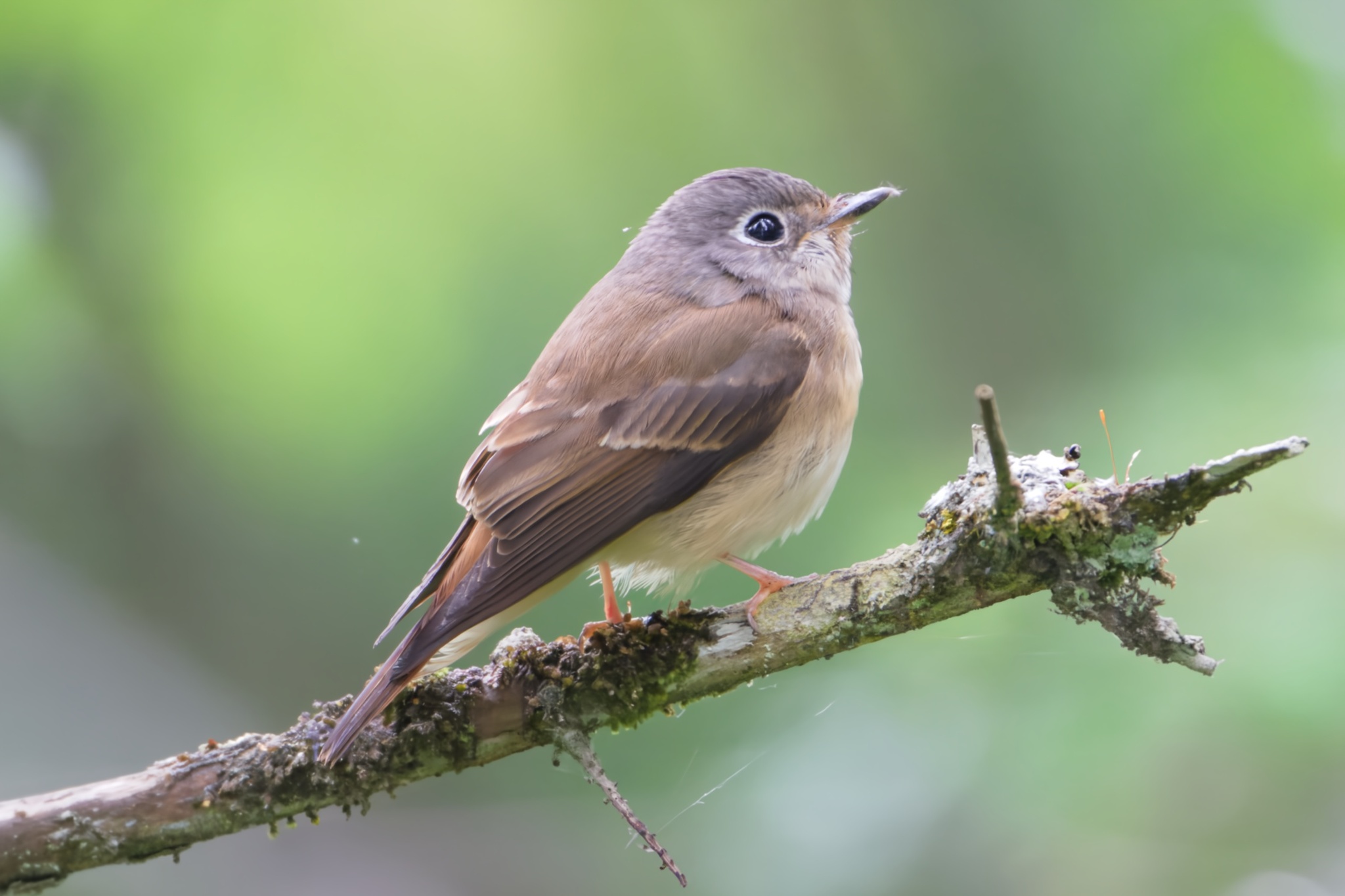 Ferruginous Flycatcher