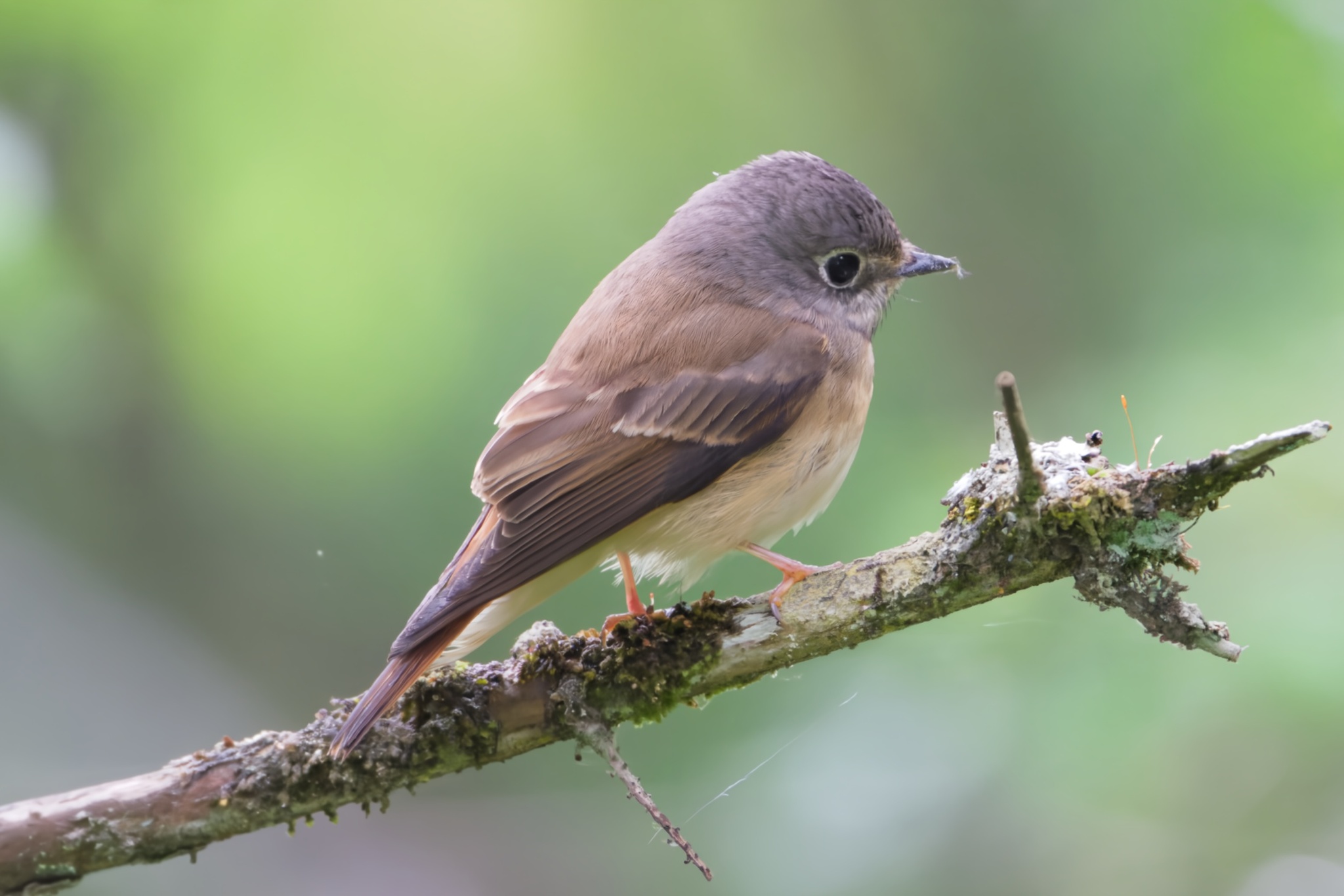 Ferruginous Flycatcher