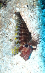 Gobioclinus filamentosus