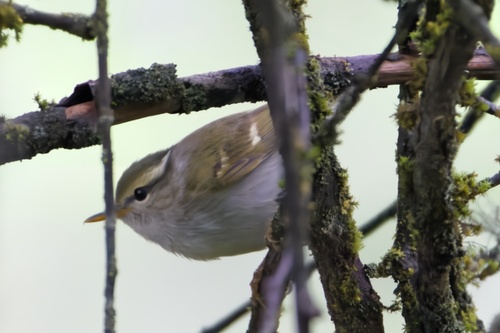 Claudia's Leaf Warbler (Phylloscopus claudiae), photo 7