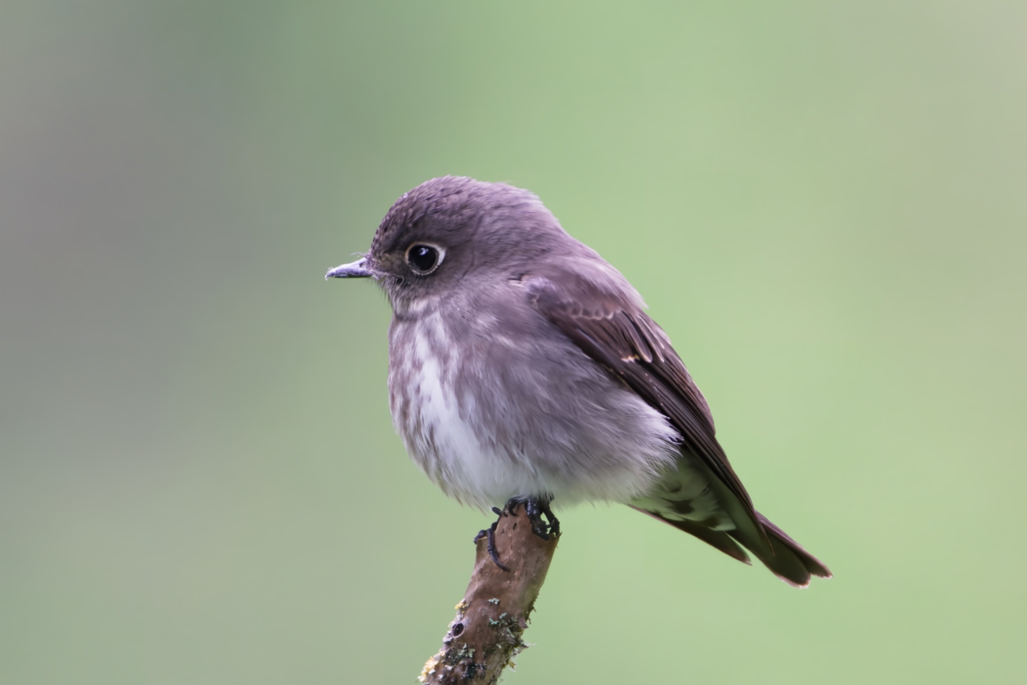 Dark-sided Flycatcher