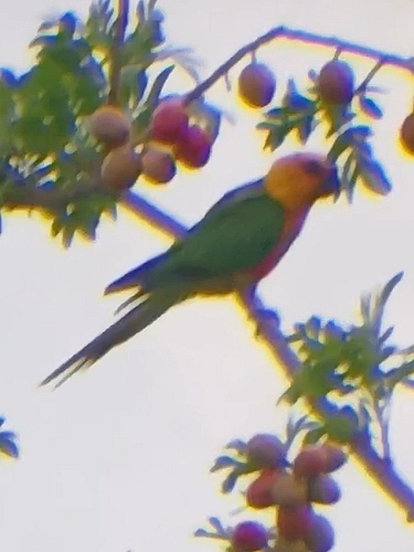 Jandaya Parakeet