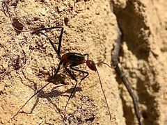 Leptomyrmex rufithorax